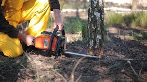 Best Commercial Tree Services  in Collinsville, VA