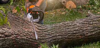 Best Lawn Renovation and Restoration  in Collinsville, VA