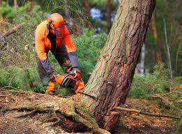 Best Lawn Pest Prevention  in Collinsville, VA