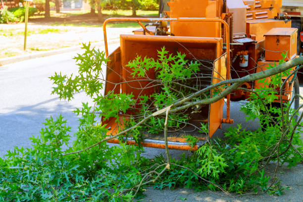 Best Lot and Land Clearing  in Collinsville, VA