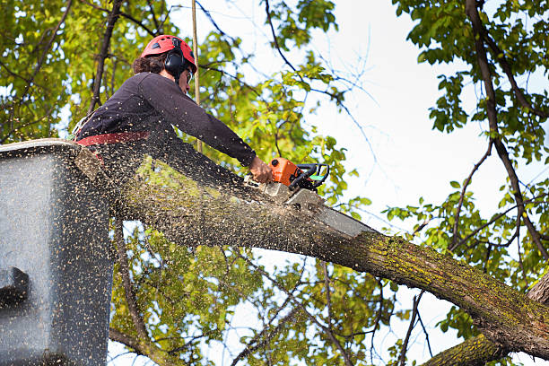 Best Organic Lawn Care Solutions  in Collinsville, VA